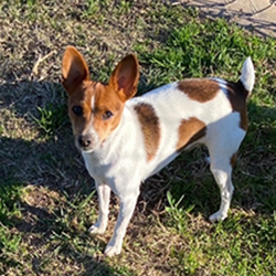 Fair oaks sales rat terriers